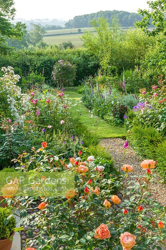 View of a country garden with double borders filled with herbaceous perennials and roses including Rosa 'Lady of Shalott' 