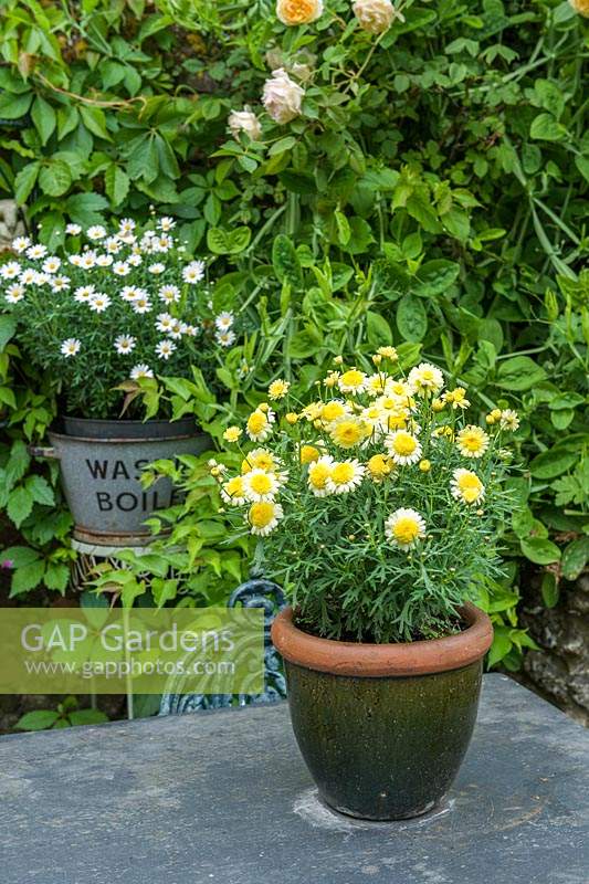 Marguerites arranged in ornamental containers on slate surface. 