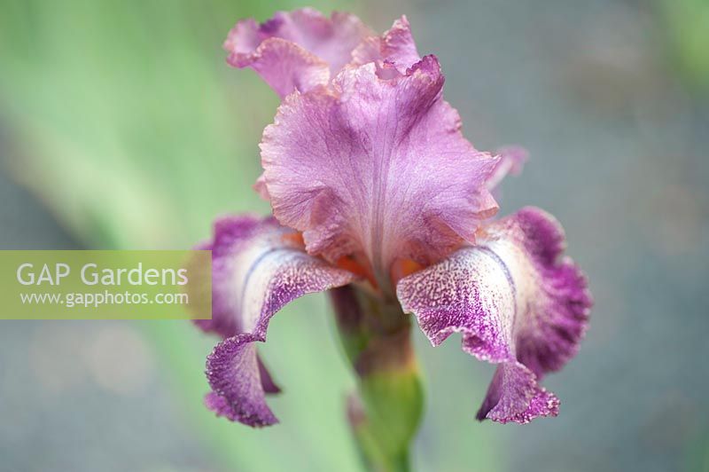Iris 'Rancho Rose' Tall Bearded Iris, May, Czech Republic