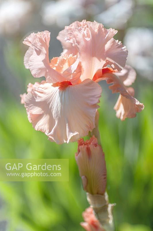 Iris 'Guardian Angel' - Tall Bearded Iris, May, Czech Republic