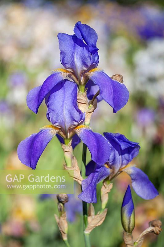 Iris 'Sierra Blue' - Bearded Iris 'Sierra Blue' 