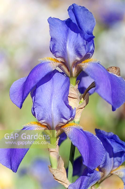 Iris 'Sierra Blue' - Bearded Iris 'Sierra Blue'
