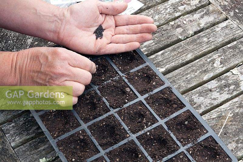 Person sowing Kale 'Hungry Gap' into plastic seed modules. 