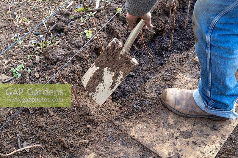 Gardener filling in trench with soil after planting new raspberry plants.  
