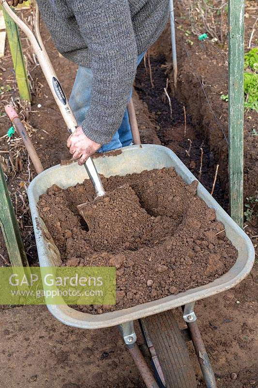 Gardener filling in trench with soil after planting new raspberry plants. 
