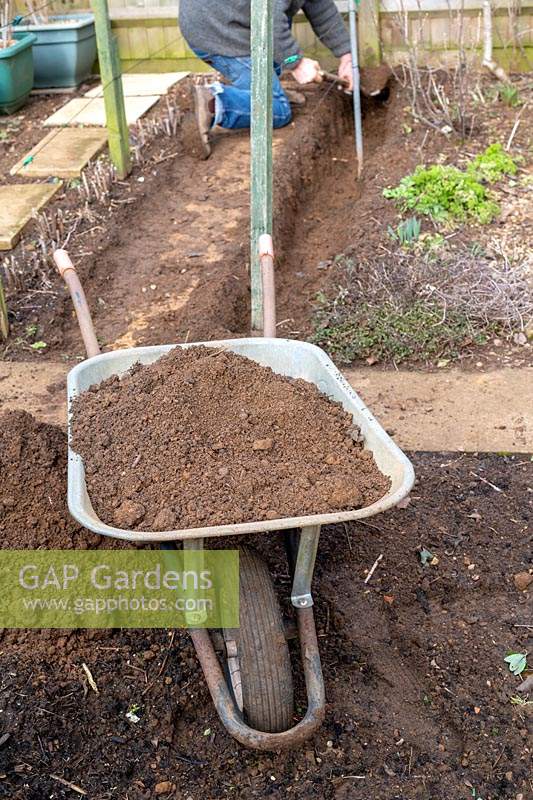 View of wheelbarrow full of garden soil as gardener digs a trench for new raspberry plants in background. 