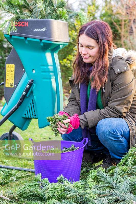 Woman holding garden mulch made from shredded Christmas tree.