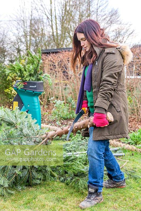 Woman sawing through trunk of recycled Christmas tree.