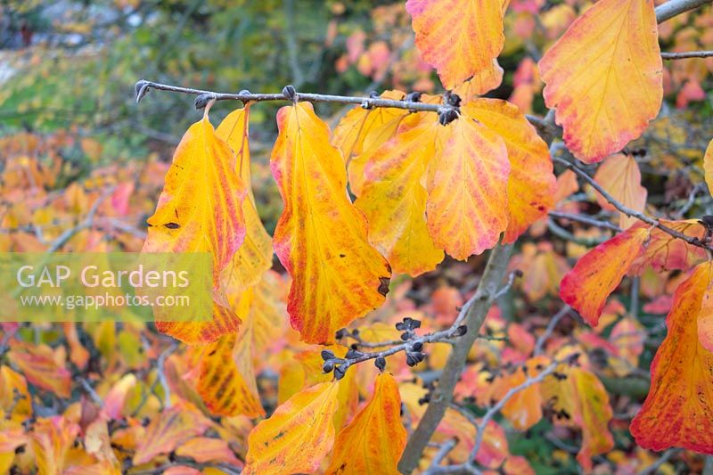 Parrotia persica - Persian Ironwood