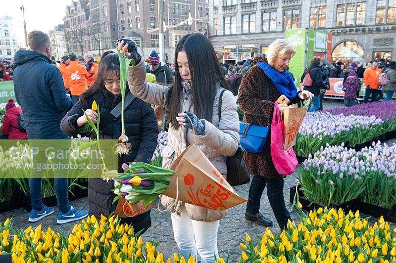 Amsterdam The Netherlands 19th January 2019 National Tulip Day - Nationale Tulpendag 