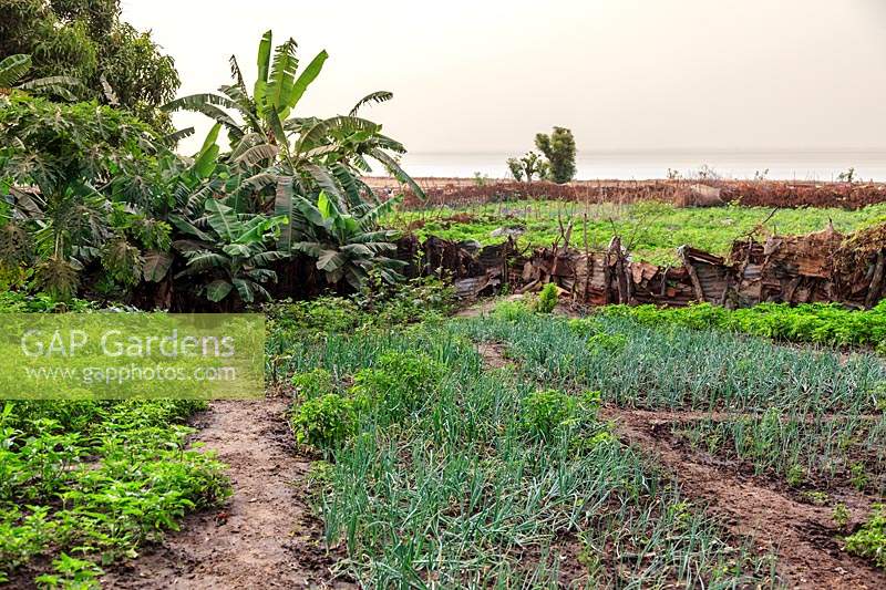 Farm garden, The Gambia. Gardens are cultivated during the dry season at Albreda and Juffureh, growing staples such as onions, chillis and bananas. These are almost exclusively under the women's control. A ramshackle fence is constructed of scavenged bits of corrugated iron. The River Gambia can be seen in the background.