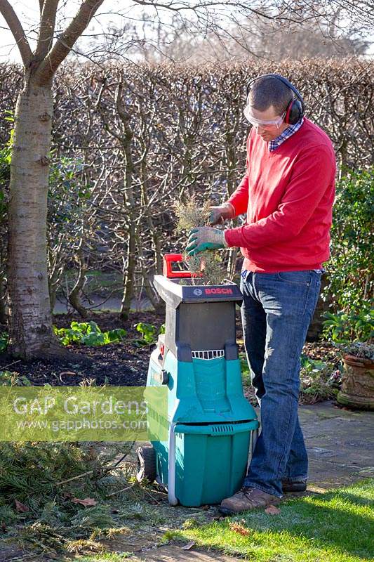 Man recycling a Christmas tree by shredding it. 