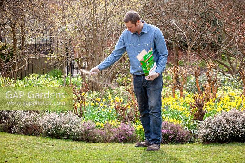 Feeding a lawn with granular lawn feed fertiliser