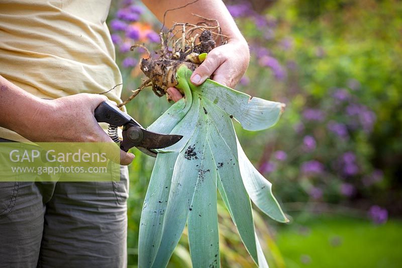 Woman trimming the foliage of lifted and divided Iris. 