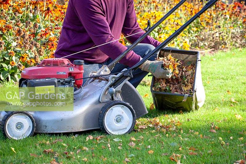 Man using a mower to gather and shred fallen leaves ready for putting on the compost heap.