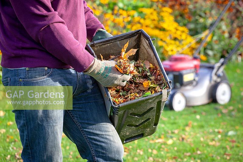 Man using a mower to gather and shred fallen leaves ready for putting on the compost heap.