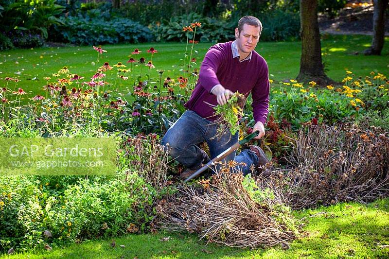 Man removing summer bedding from a border in autumn - Zinnia 'Zahara Sunburst'. 