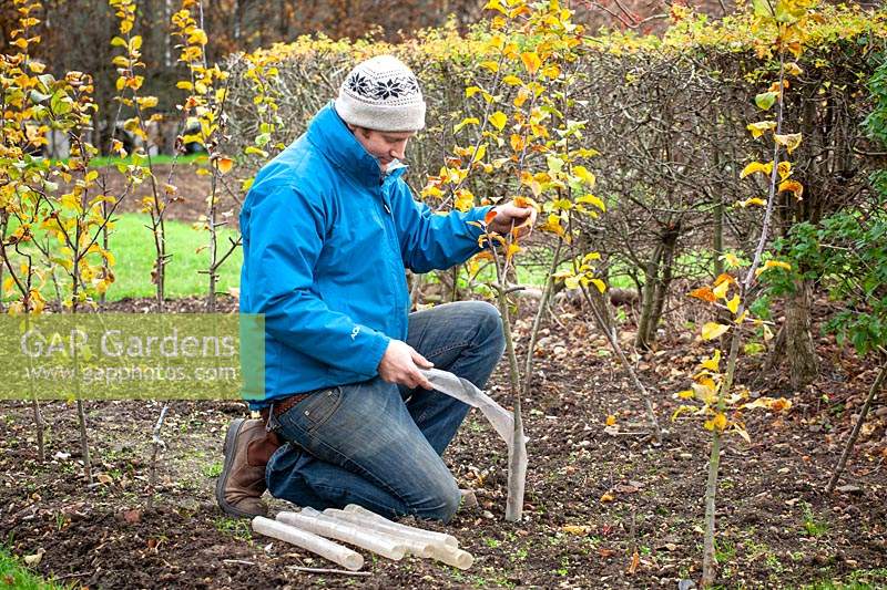 Using a tree bark protector on young trees to protect  against rabbit damage