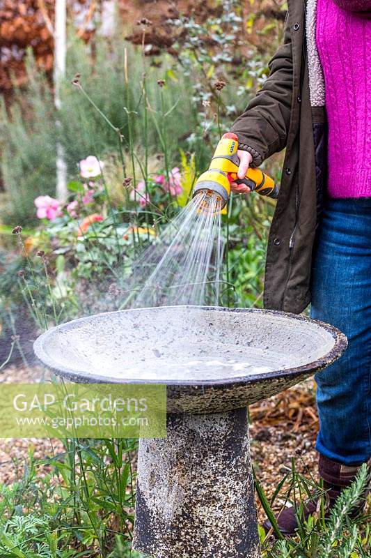 Woman rinsing soapy water from a bird bath with garden hose. 
