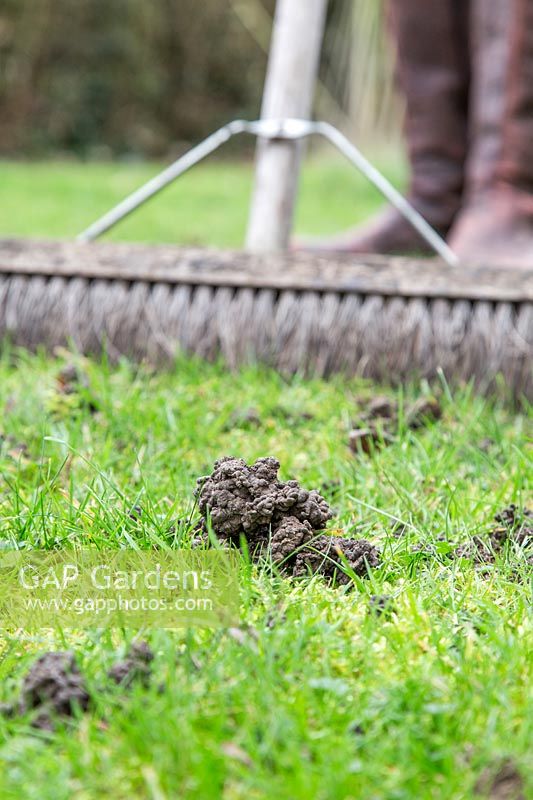 Woman brushing dried worm castings on lawn to spread them out and stop them from being compacted into the grass. 