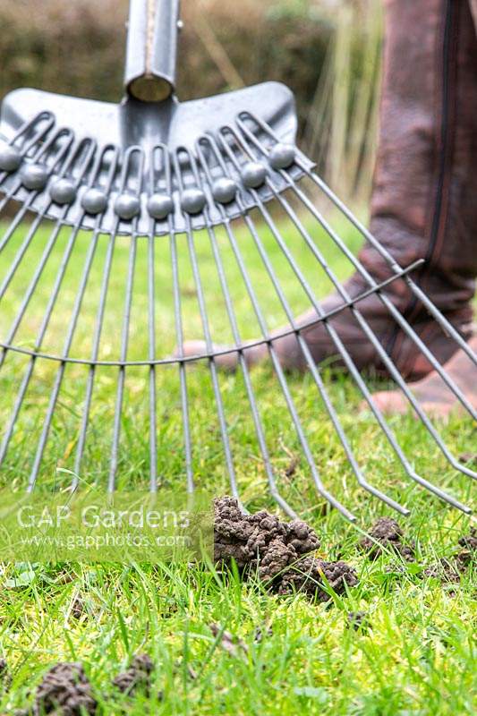 Raking dried worm castings on lawn to spread them out and stop them from being compacted into the grass. 