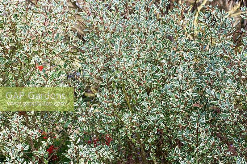 Rhamnus alaternus 'Argenteovariegata' - Italian buckthorn 'Argenteovariegata'
 