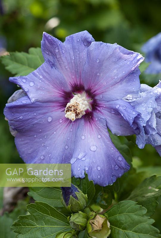 Hibiscus syriacus 'Oiseau Bleu' - Rose of Sharon 'Oiseau Bleu