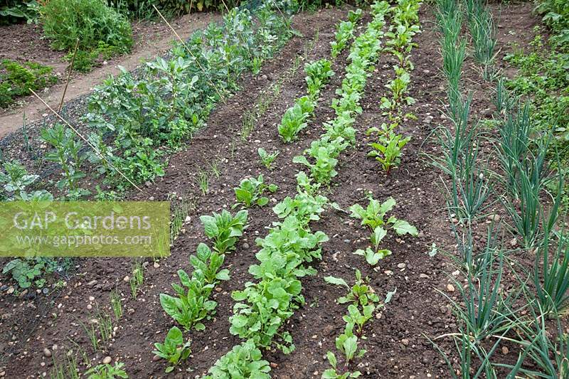 Recently hoed vegetable patch with broad beans, salad onions, spinach, beetroot and radish. 