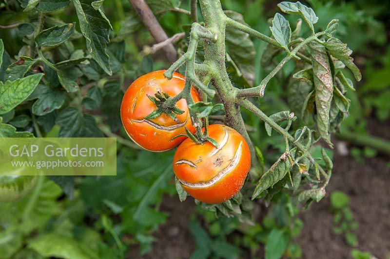 Tomato 'Ailsa Craig', displaying fruit cracking, 
chararcteristic of the variety. This is often associated with inadequate
 or inconsistent irrigation.