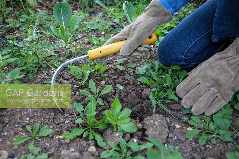 Kneeling down to use a hand weeding tool to lift out small, annual weeds
 including sow thistle, groundsel, dandelion, cranesbill
