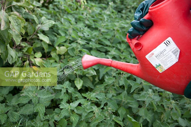 Applying a weedkiller, using a dedicated watering can fitted with a rose, 
in an orchard area to control perennial nettles
