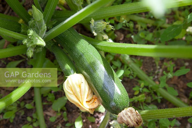 Courgette 'Tuscany' fruiting and ready for picking