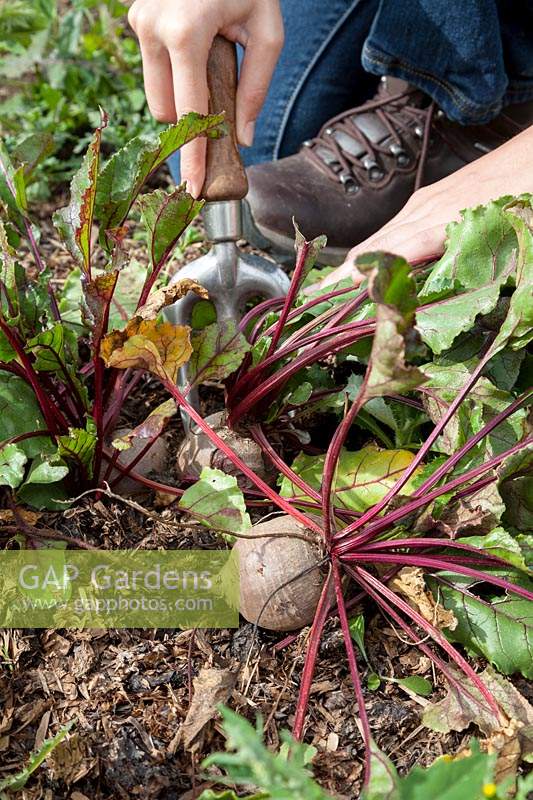 Kneeling down to lift roots of beetroot 'Pablo' using a hand fork
