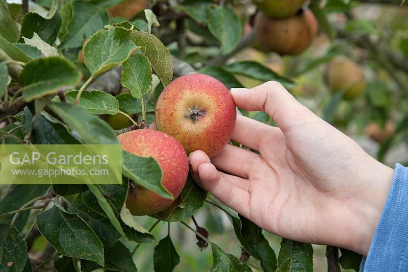 Picking Malus domestica 'Cox's Orange Pippin' - apples
