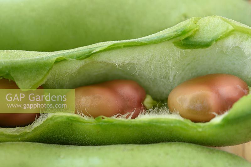 Vicia faba 'Karmazyn' - Broad bean 'Karmazyn' Picked pods