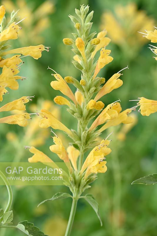 Agastache 'Kudos Yellow' - Giant hyssop 'Kudos Yellow'