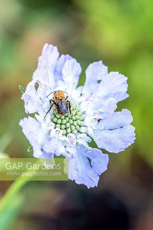 Bee on Scabiosa flower. 