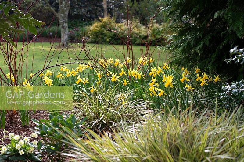 Cornus alba Baton Rouge 'Minbat' underplanted with Narcissus 'February Gold' and Carex morrowii 'Fisher's Form'. 