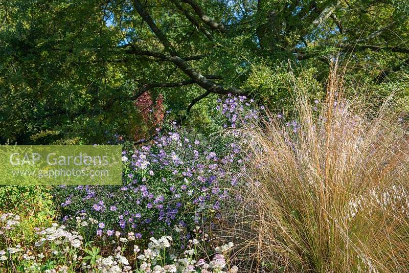 Aster - Michaelmas daisy with Chionochloa rubra - Red Tussock grass in border. 