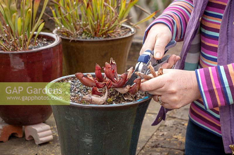 Person cutting back pot grown Sarracenias with secateurs.

