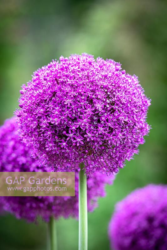 Allium 'Ambassador' AGM