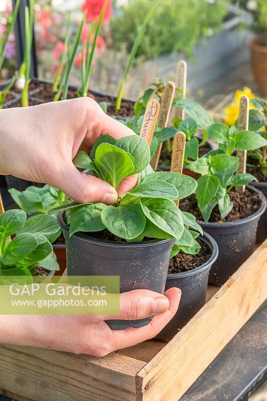 Woman carefully pinching out the top shoot of a Petunia  summer bedding plant to encourage bushy growth