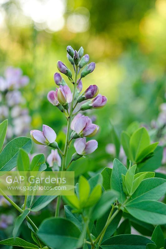 Baptisia 'Pink Truffles'