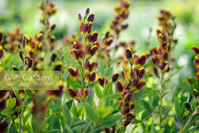 Baptisia hybr 'Golden Chestnut'