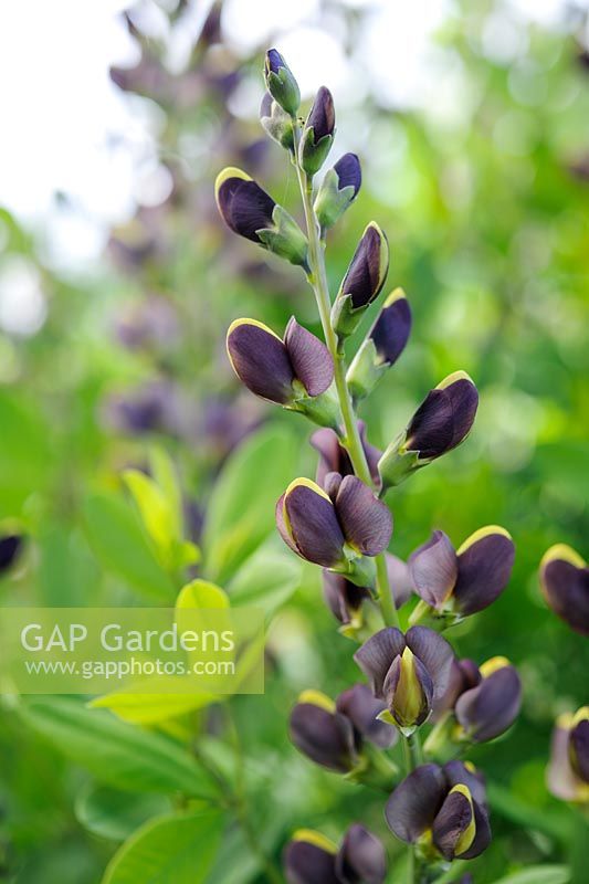 Baptisia 'Chocolate Chip'