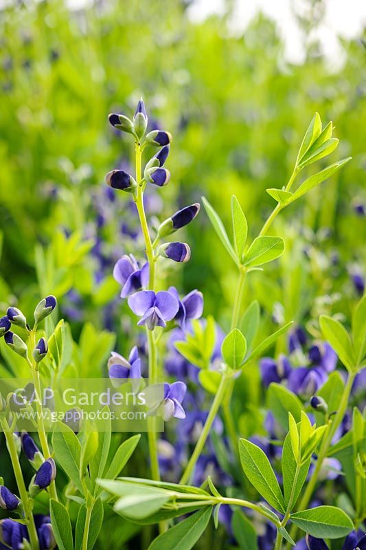 Baptisia australis Dark blue form