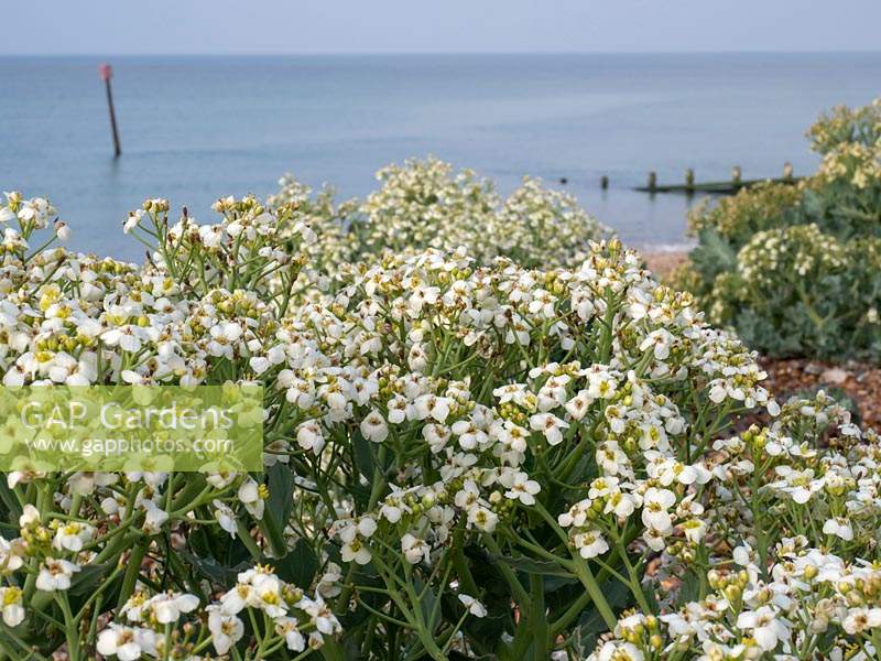 Crambe maritima - Sea Kale