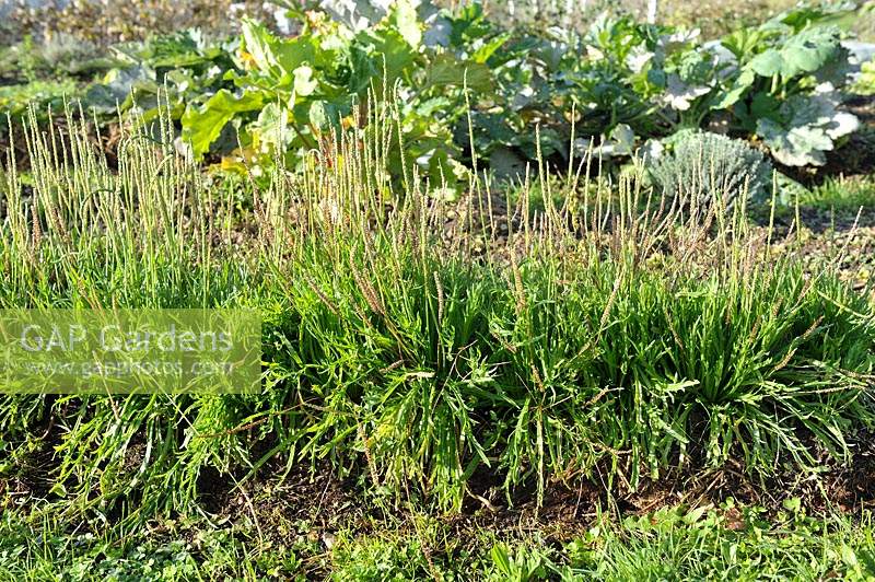 Plantago coronopus - Buck's Horn Plantain growing on a lasagna bed