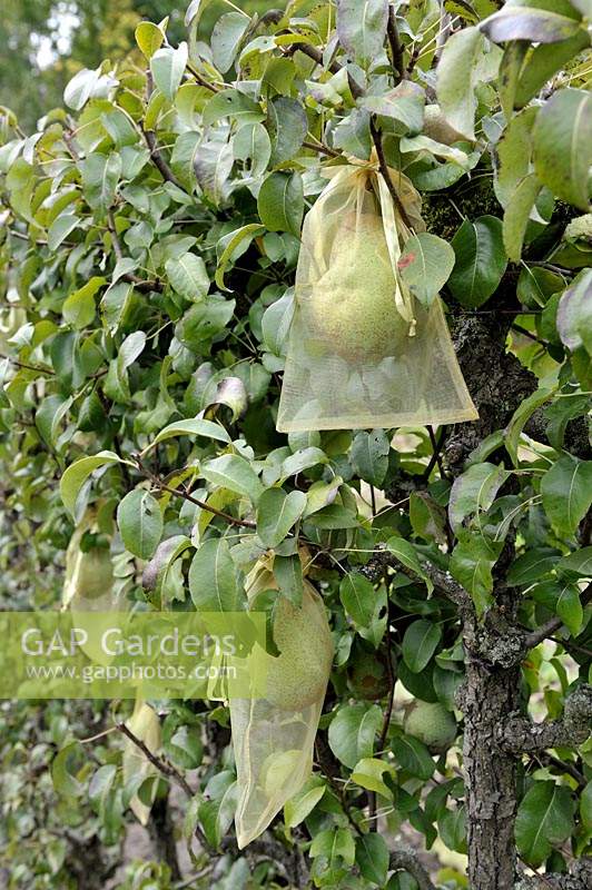 Bagged Pears on tree to avoid pest attacks