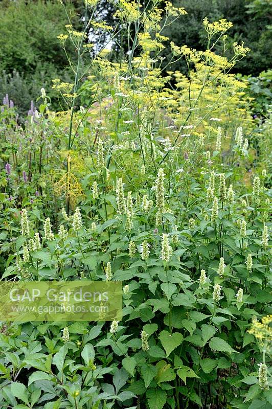 Agastache rugosa 'Alabaster' -Anise Hyssop with Foeniculum vulgare Fennel